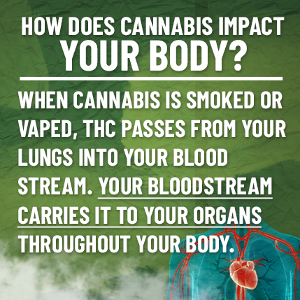How does cannabis impact your body?