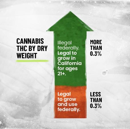 Infographic of Cannabis THC by Dry Weight. More than 0.3% THC is illegal federally, but legal to grow in California for ages 21+. Less than 0.3% THC is legal to grow and use federally.