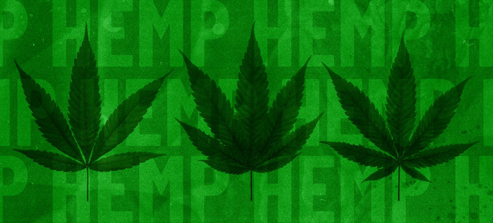 Cannabis leaves in front of the word hemp.