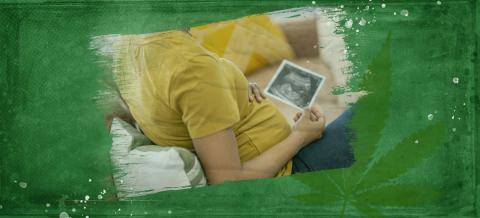 Shoulder's down image on a green background of a pregnant woman in a yellow shirt sitting on a couch and holding her belly with her left hand and a sonogram photo with her right