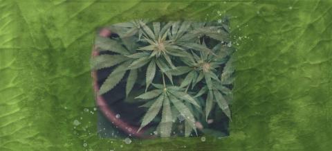 Cannabis plant